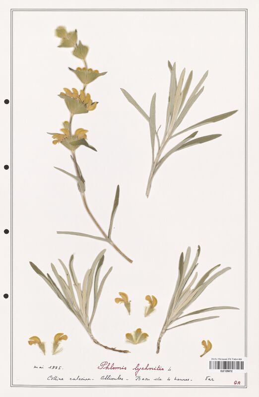 Phlomis lychnitis  (Lamiaceae)