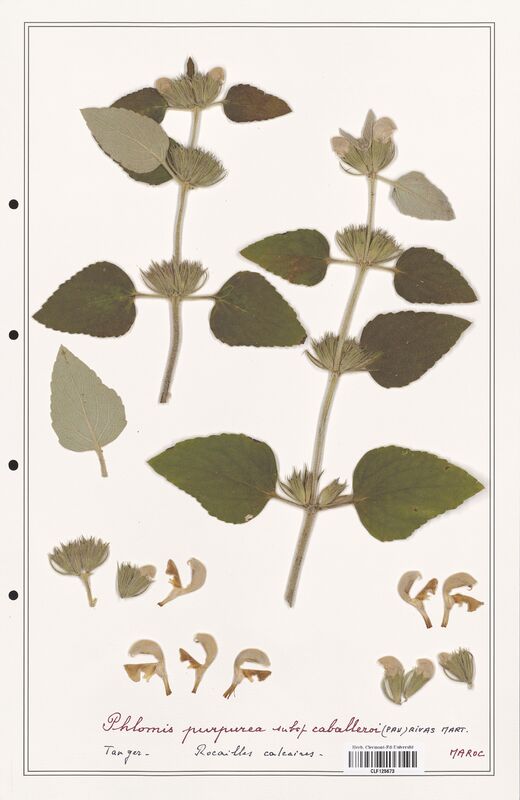 Phlomis purpurea  (Lamiaceae)