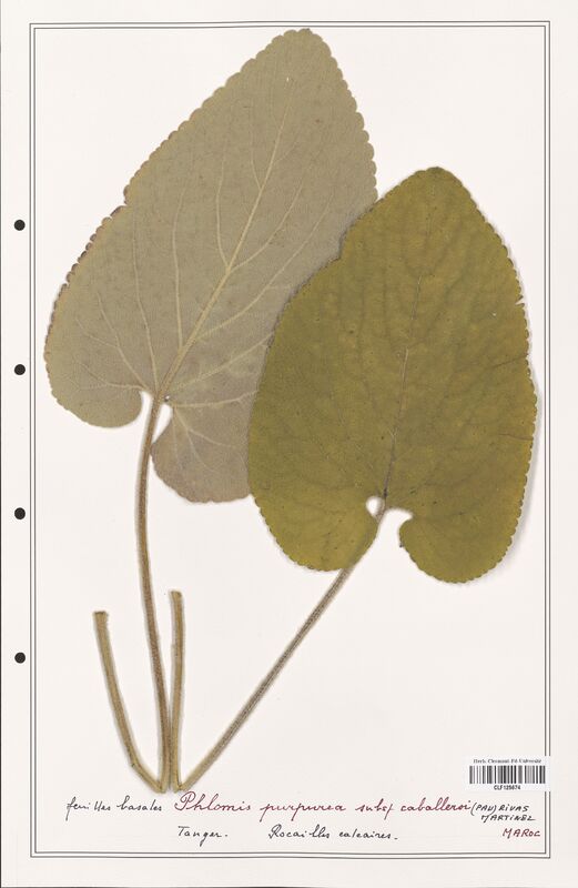 Phlomis purpurea  (Lamiaceae)