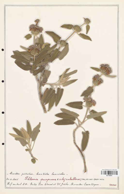 Phlomis purpurea  (Lamiaceae)