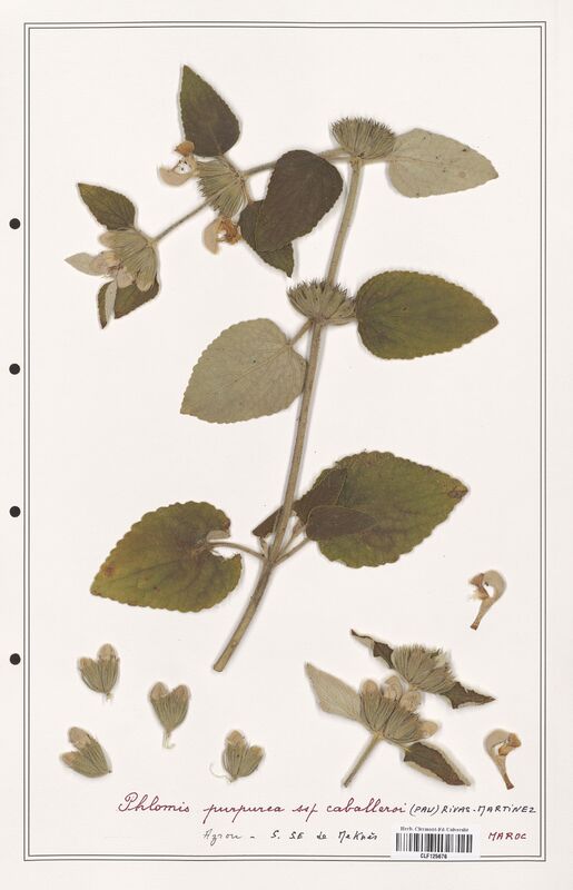 Phlomis purpurea  (Lamiaceae)