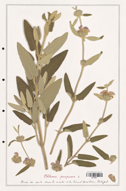 Phlomis purpurea  (Lamiaceae)