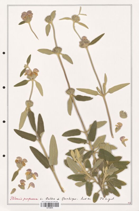 Phlomis purpurea  (Lamiaceae)