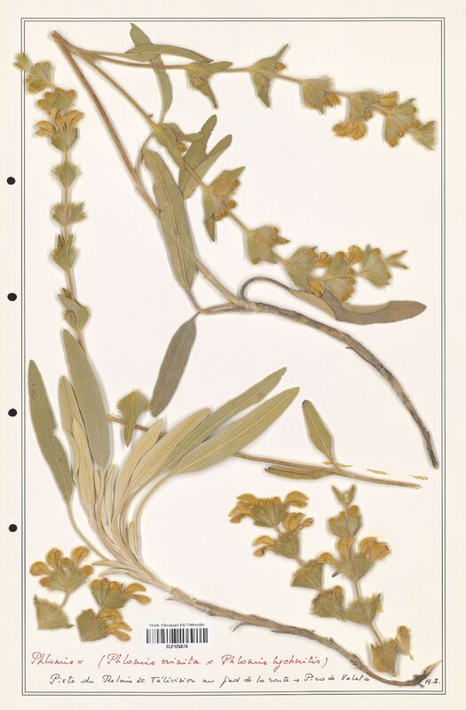 Phlomis crinita  (Lamiaceae)