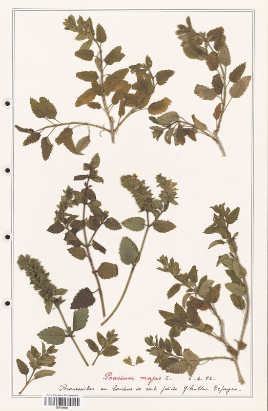 Prasium majus  (Lamiaceae)