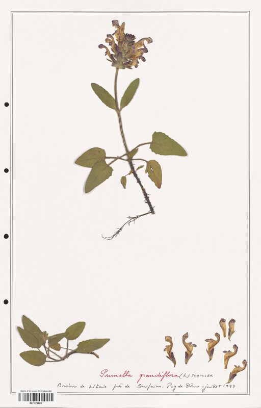 Prunella grandiflora  (Lamiaceae)