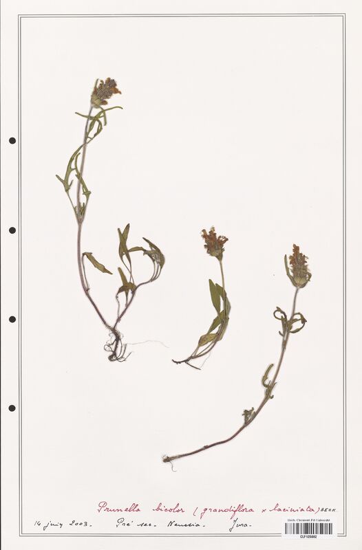 Prunella bicolor  (Lamiaceae)