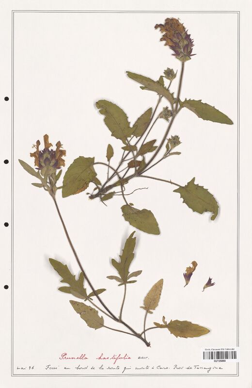 Prunella hastifolia  (Lamiaceae)