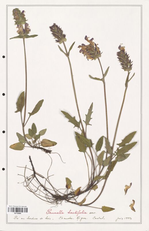 Prunella hastifolia  (Lamiaceae)