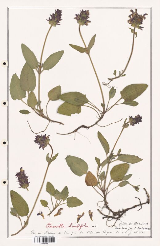 Prunella hastifolia  (Lamiaceae)