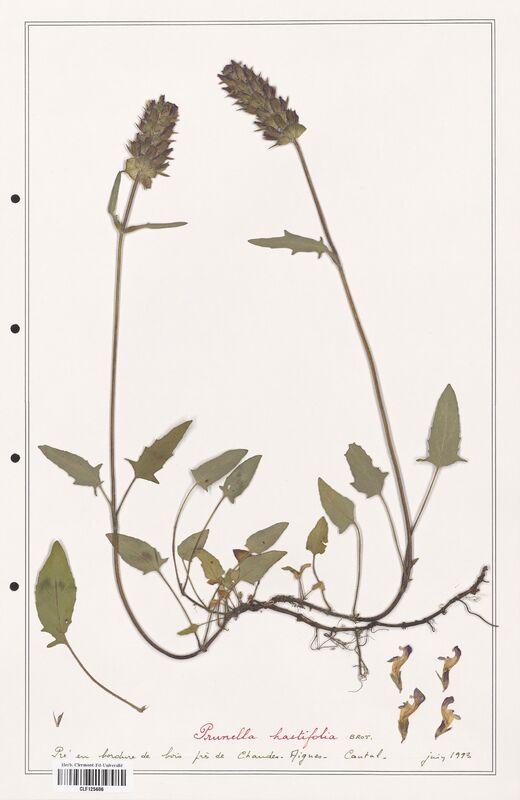 Prunella hastifolia  (Lamiaceae)