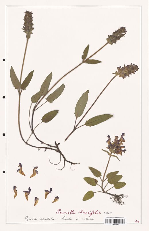 Prunella hastifolia  (Lamiaceae)