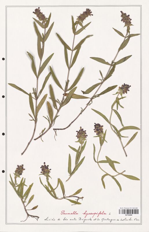 Prunella hyssopifolia  (Lamiaceae)