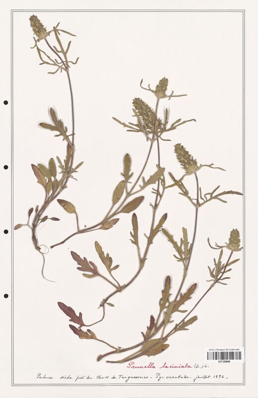 Prunella laciniata  (Lamiaceae)