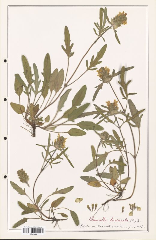 Prunella laciniata  (Lamiaceae)