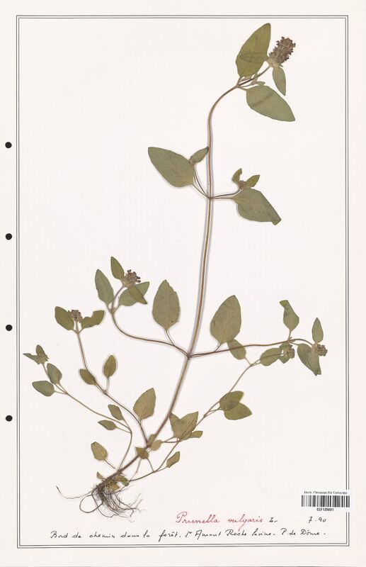 Prunella vulgaris  (Lamiaceae)