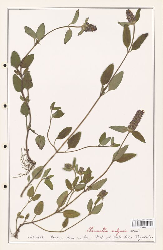 Prunella vulgaris  (Lamiaceae)