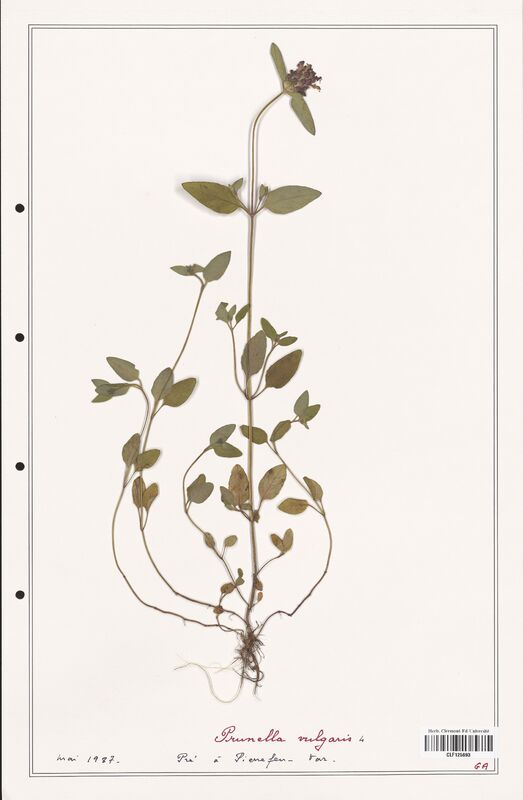 Prunella vulgaris  (Lamiaceae)