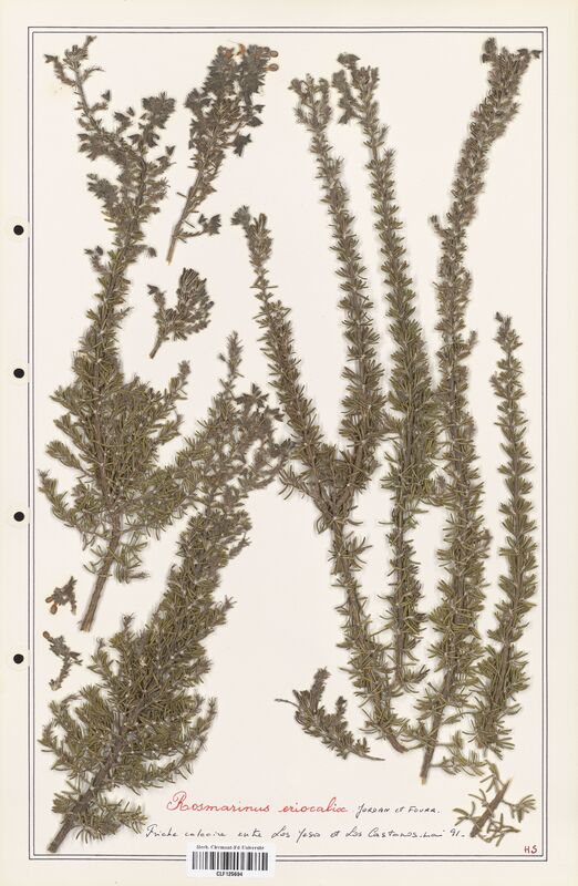 Prunella eriocalix  (Lamiaceae)
