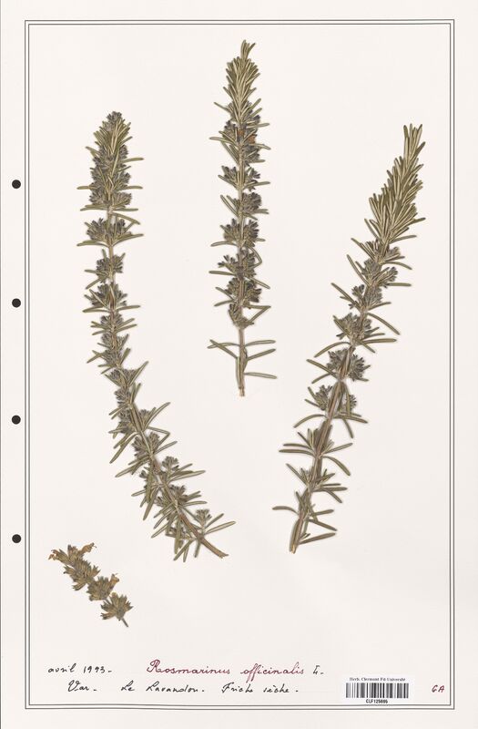 Rosmarinus officinalis  (Lamiaceae)