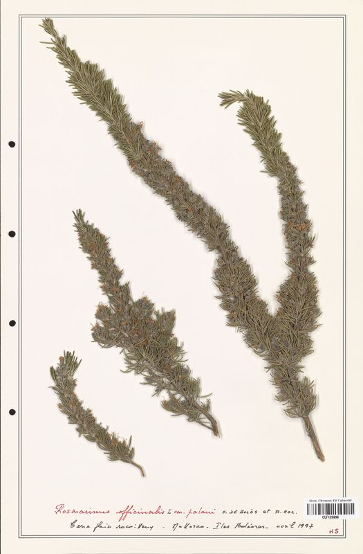 Rosmarinus officinalis  (Lamiaceae)