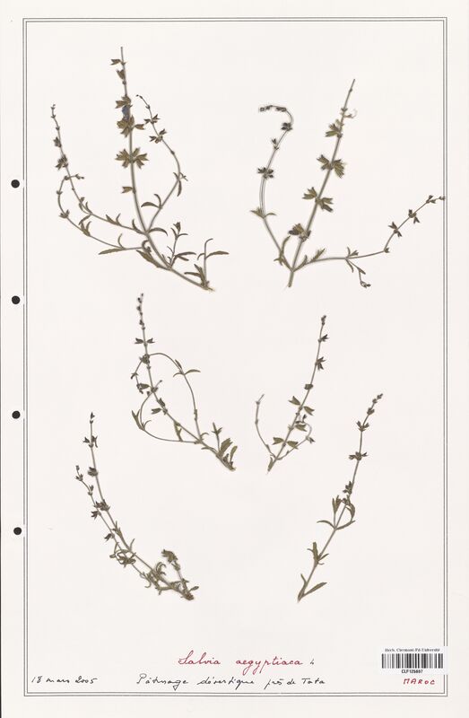 Salvia aegyptiaca  (Lamiaceae)
