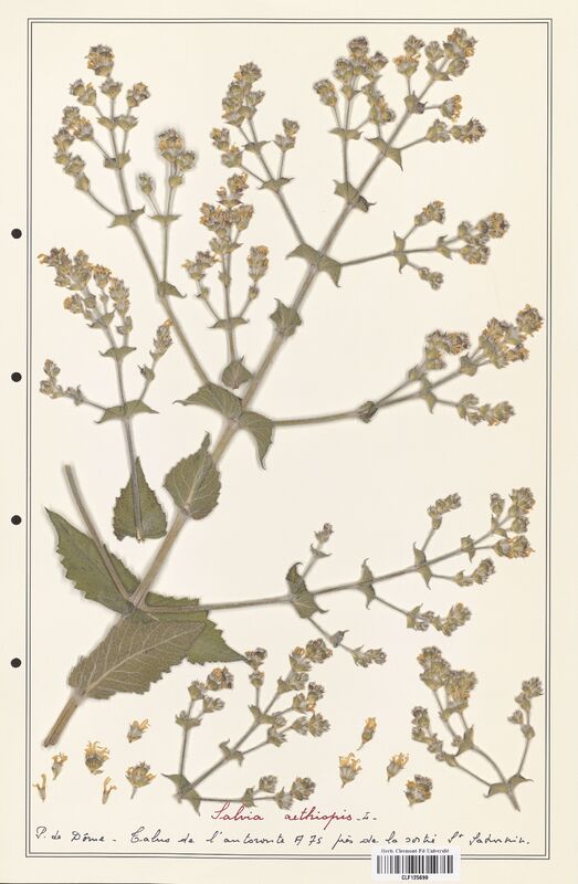 Salvia aethiopis  (Lamiaceae)