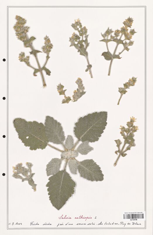 Salvia aethiopis  (Lamiaceae)