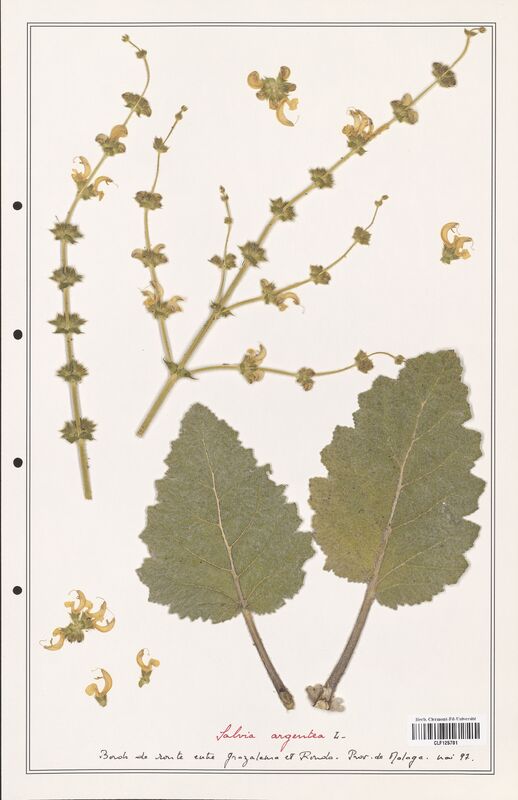 Salvia argentea  (Lamiaceae)