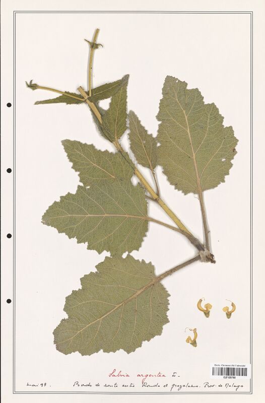 Salvia argentea  (Lamiaceae)
