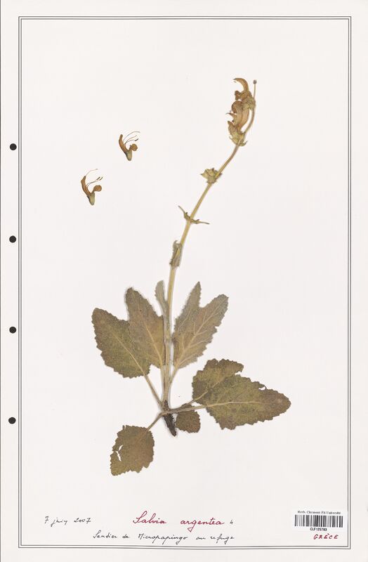 Salvia argentea  (Lamiaceae)