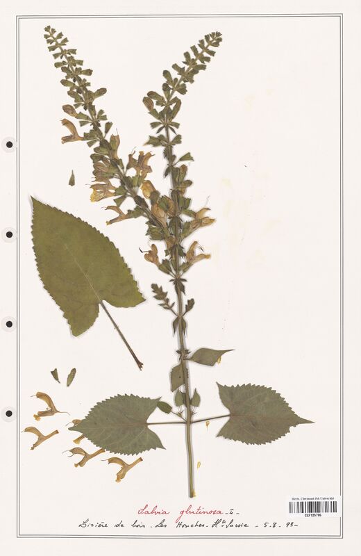 Salvia glutinosa  (Lamiaceae)