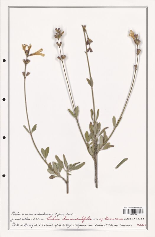 Salvia lavandulifolia  (Lamiaceae)