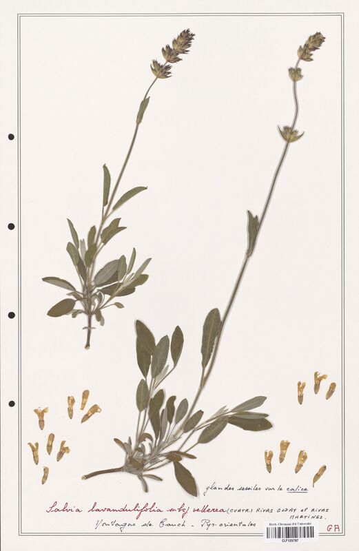Salvia lavandulifolia  (Lamiaceae)