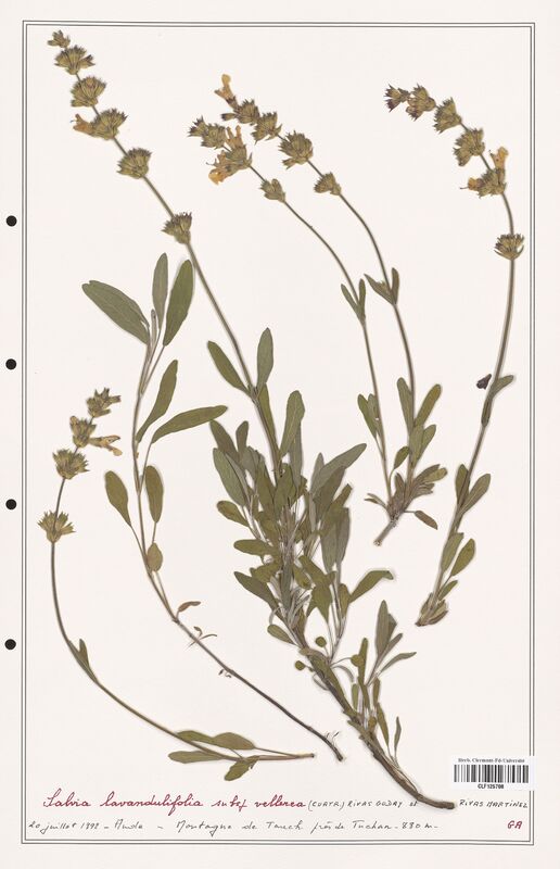Salvia lavandulifolia  (Lamiaceae)