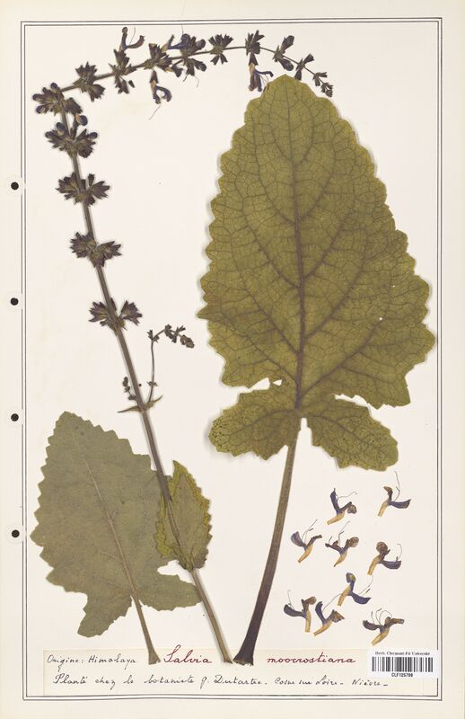 Salvia moocrostiana  (Lamiaceae)