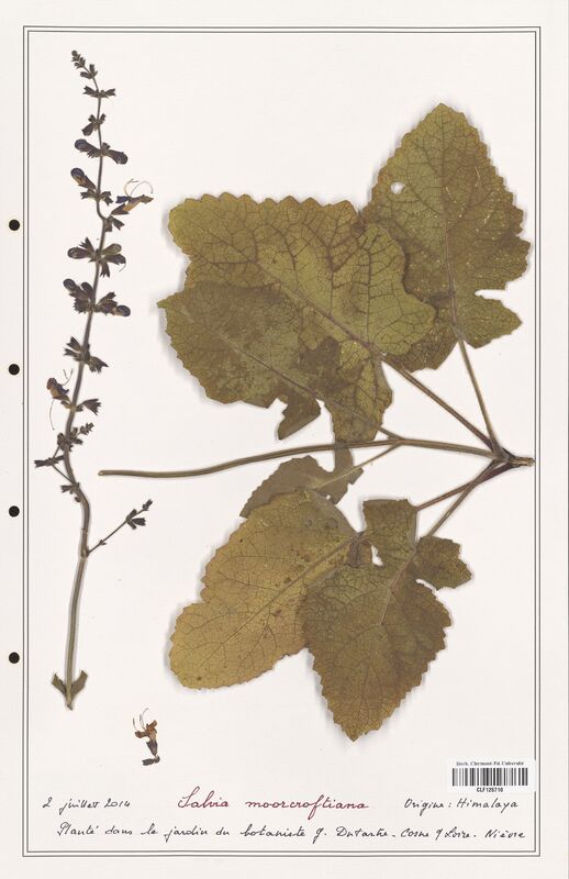 Salvia moorcroftiana  (Lamiaceae)
