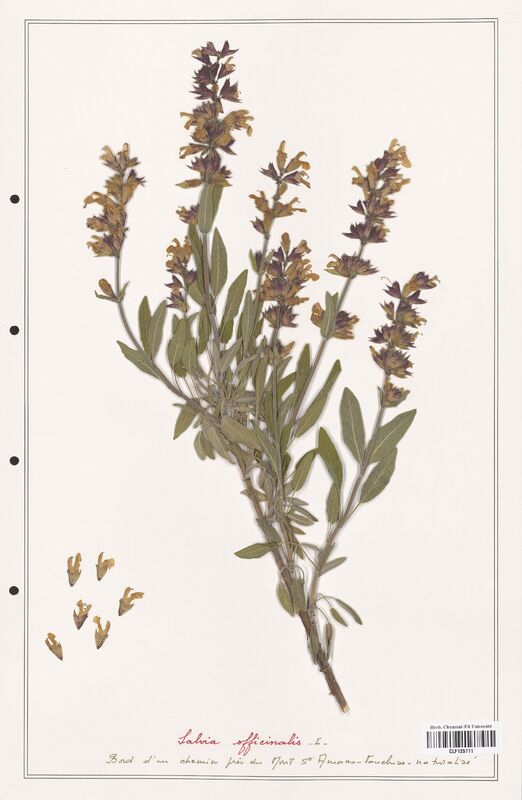 Salvia officinalis  (Lamiaceae)