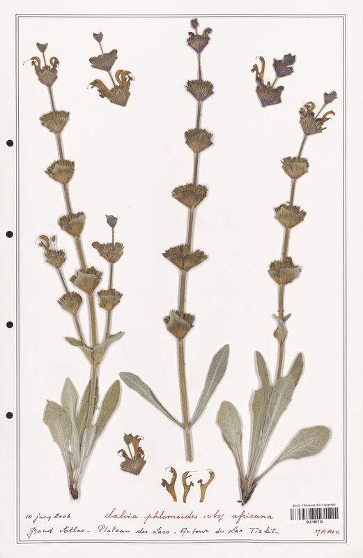 Salvia phlomoides  (Lamiaceae)