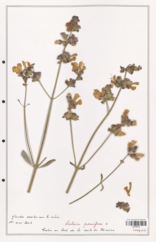 Salvia pomifera  (Lamiaceae)