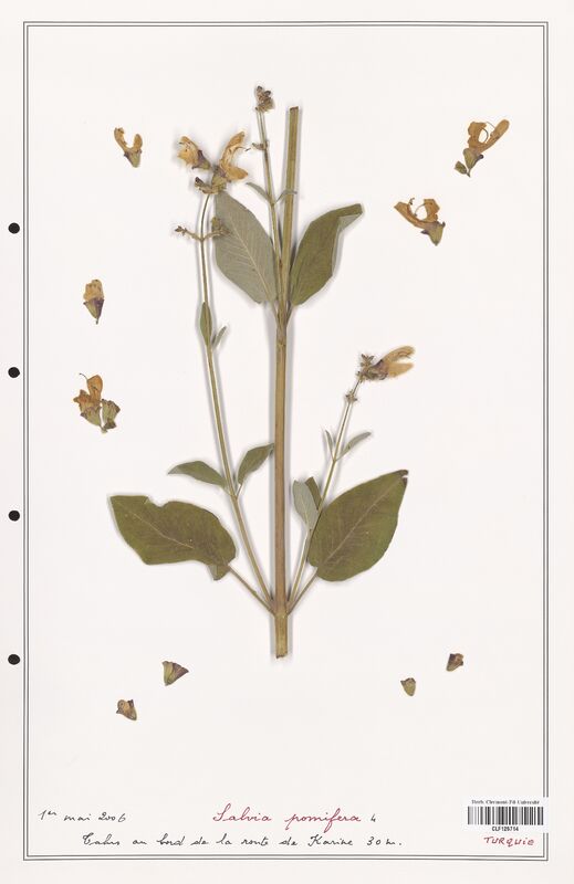 Salvia pomifera  (Lamiaceae)
