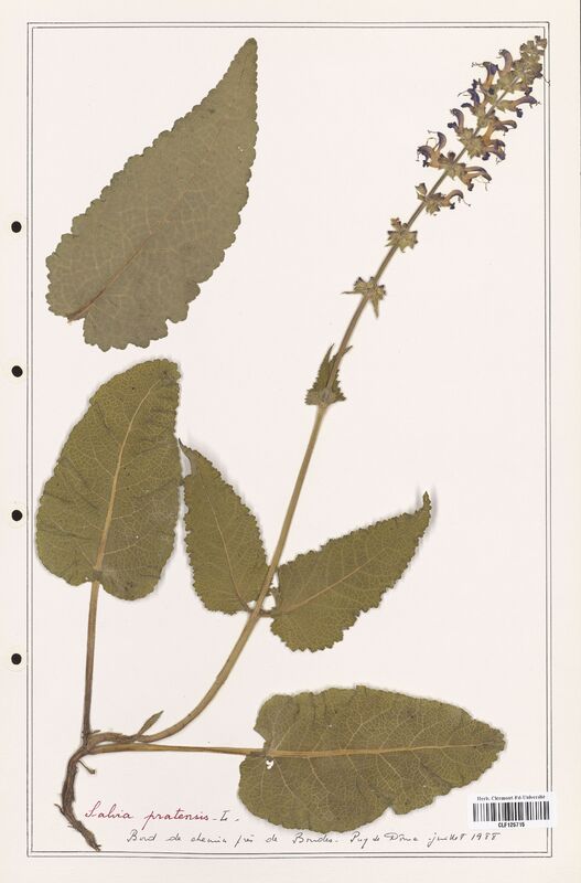Salvia pratensis  (Lamiaceae)