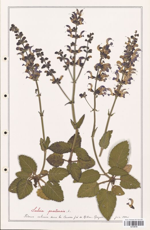 Salvia pratensis  (Lamiaceae)