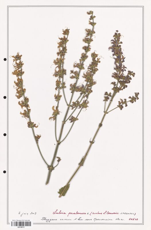 Salvia pratensis  (Lamiaceae)