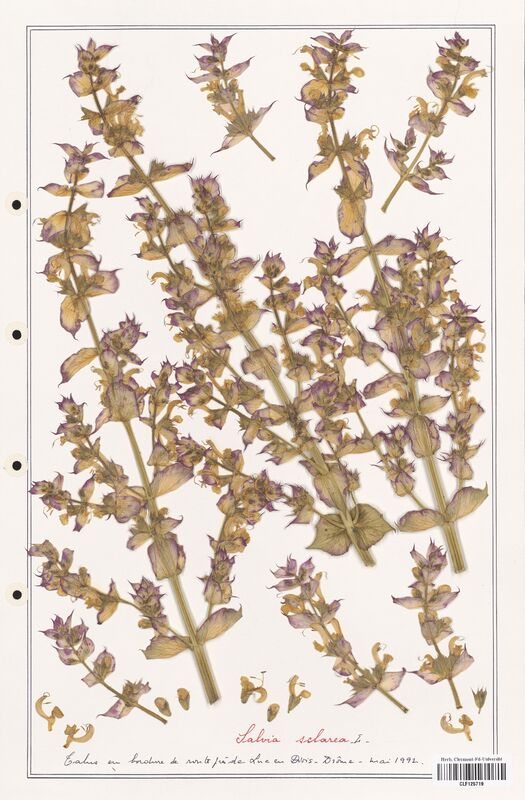 Salvia sclarea  (Lamiaceae)