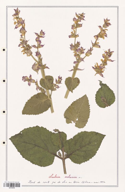 Salvia sclarea  (Lamiaceae)