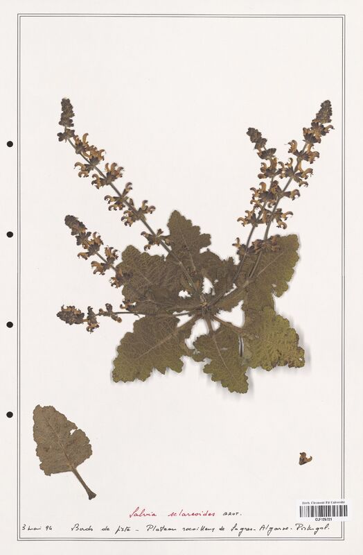 Salvia sclareoides  (Lamiaceae)