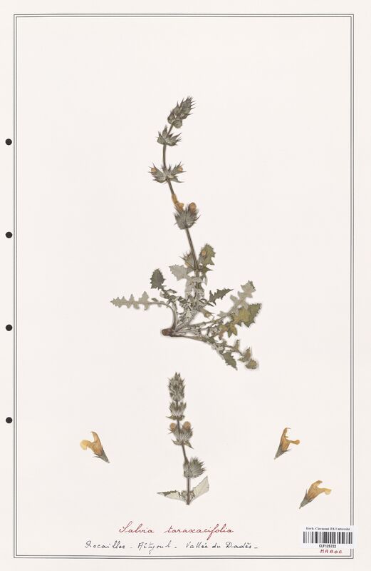 Salvia taraxacifolia  (Lamiaceae)