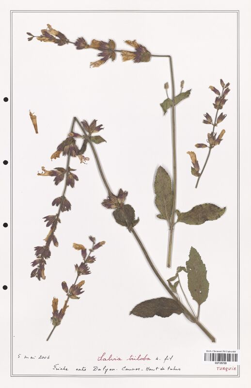 Salvia tribola  (Lamiaceae)