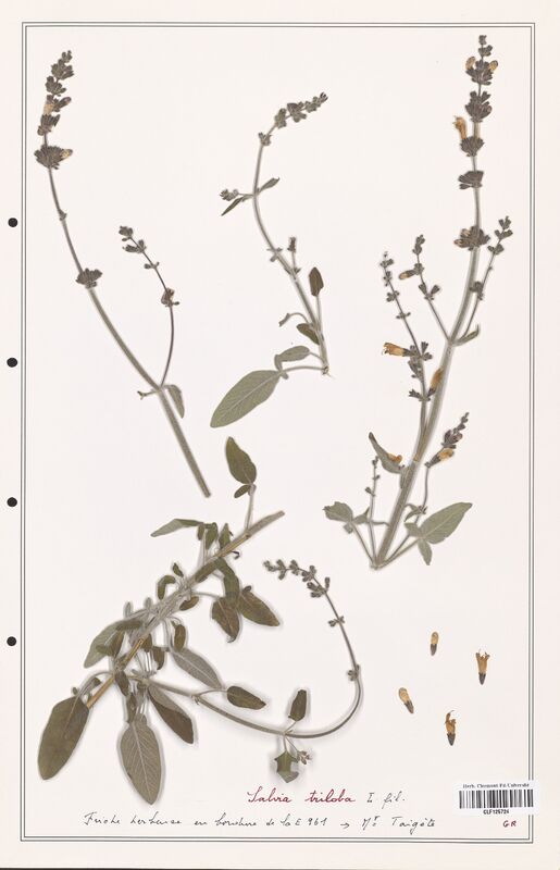 Salvia tribola  (Lamiaceae)
